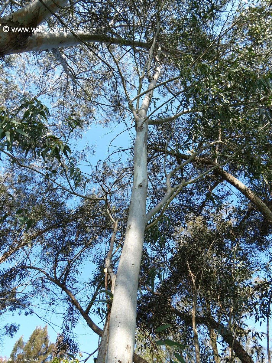 Eucalyptus x trabutii